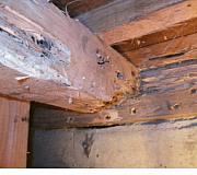 床下の白アリ被害例